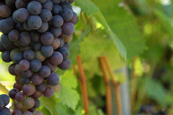 Weinreben in einem Weingut nahe Saint Tropez