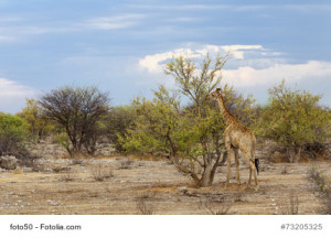Giraffe im Etoscha Nationalpark