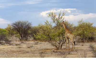 Giraffe im Etoscha Nationalpark