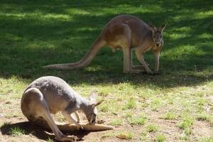 Kangaroo