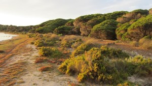 Rottnest Island